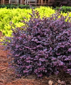 Garden Goods Direct Shrubs First Edition® Crimson Fire™ Loropetalum