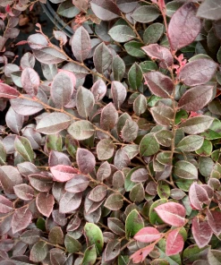 Garden Goods Direct Shrubs First Edition® Crimson Fire™ Loropetalum