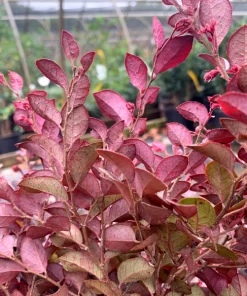 Garden Goods Direct Shrubs First Edition® Crimson Fire™ Loropetalum