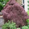 Garden Goods Direct Crimson Queen Japanese Maple