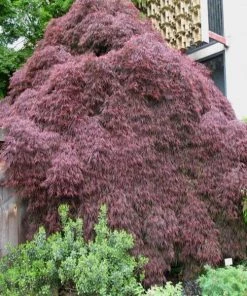 Garden Goods Direct Crimson Queen Japanese Maple