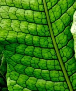 Garden Goods Direct Crocodile Fern House Plants 6 Garden Goods Direct Crocodile Fern House Plants