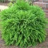 Garden Goods Direct Cryptomeria Globosa Nana