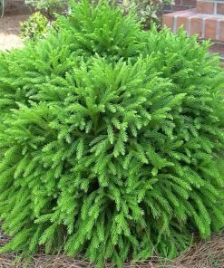 Garden Goods Direct Cryptomeria Globosa Nana