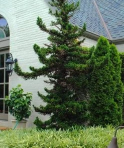 Garden Goods Direct Trees Cryptomeria Black Dragon