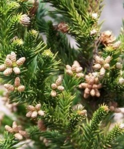 Garden Goods Direct Trees Cryptomeria Black Dragon