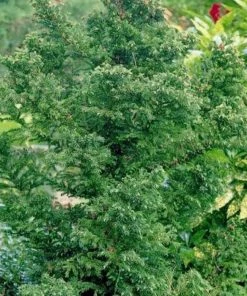 Garden Goods Direct Trees Cryptomeria Black Dragon