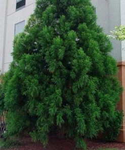 Garden Goods Direct Trees Cryptomeria Radicans