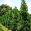 Garden Goods Direct Trees Cryptomeria Radicans