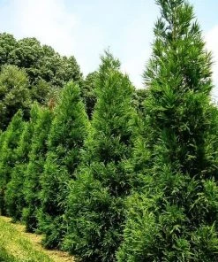 Garden Goods Direct Trees Cryptomeria Radicans