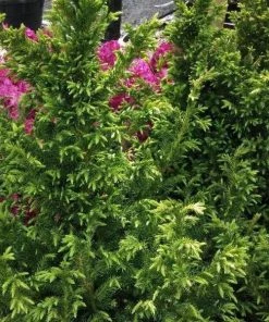 Garden Goods Direct Trees Cryptomeria Black Dragon