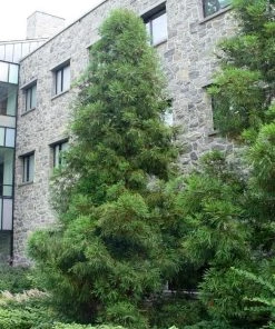 Garden Goods Direct Trees Cryptomeria Yoshino