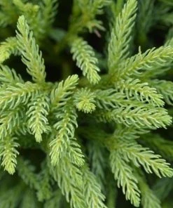 Garden Goods Direct Cryptomeria Globosa Nana