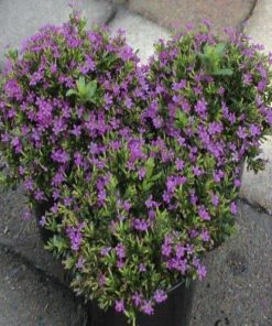 Garden Goods Direct Mexican Heather Annuals