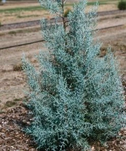 Garden Goods Direct Carolina Sapphire Cypress 7 Garden Goods Direct Carolina Sapphire Cypress