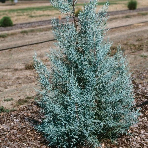 Garden Goods Direct Carolina Sapphire Cypress 4 Garden Goods Direct Carolina Sapphire Cypress