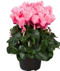 Garden Goods Direct Pink Cyclamen House Plants 5 Garden Goods Direct Pink Cyclamen House Plants