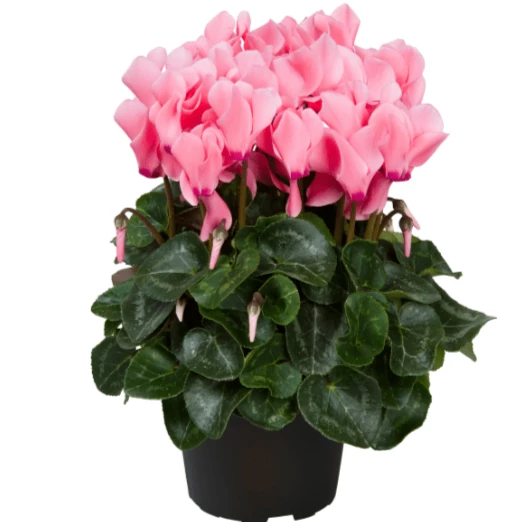 Garden Goods Direct Pink Cyclamen House Plants 3 Garden Goods Direct Pink Cyclamen House Plants