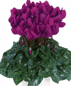 Garden Goods Direct House Plants Purple Cyclamen