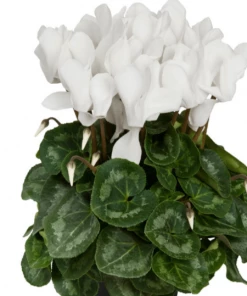 Garden Goods Direct House Plants White Cyclamen