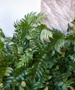 Garden Goods Direct Perennials Japanese Holly Fern 7 Garden Goods Direct Perennials Japanese Holly Fern