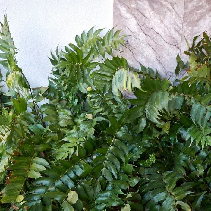 Garden Goods Direct Perennials Japanese Holly Fern 4 Garden Goods Direct Perennials Japanese Holly Fern