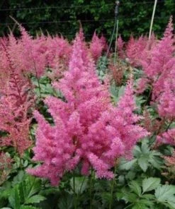 Garden Goods Direct Astilbe Rheinland 5 Garden Goods Direct Astilbe Rheinland
