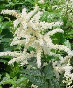 Garden Goods Direct Astilbe Deutschland