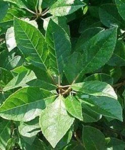 Garden Goods Direct Jim Dandy Winterberry Holly Shrubs