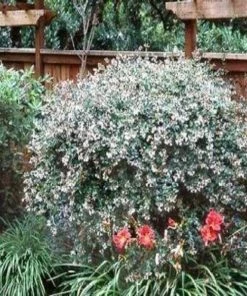 Garden Goods Direct Shrubs Little Richard Abelia