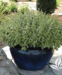 Garden Goods Direct Shrubs Radiance Abelia