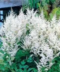 Garden Goods Direct Astilbe Snowdrift Perennials