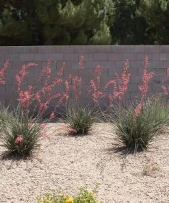 Garden Goods Direct Red Yucca Shrubs 6 Garden Goods Direct Red Yucca Shrubs