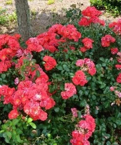 Garden Goods Direct Shrubs Coral Drift® Rose
