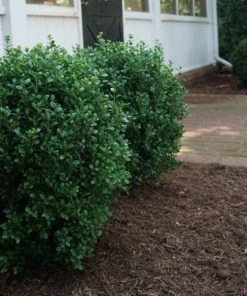 Garden Goods Direct Shrubs NewGen Freedom Boxwood