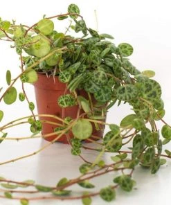 Garden Goods Direct String Of Turtles