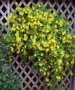 Garden Goods Direct Shrubs Carolina Jessamine