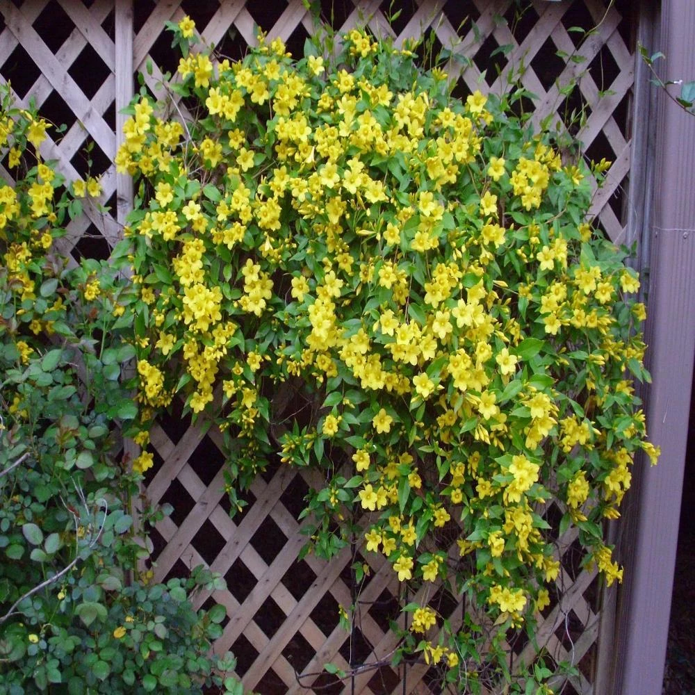 Garden Goods Direct Shrubs Carolina Jessamine 2 Garden Goods Direct Shrubs Carolina Jessamine
