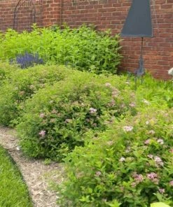 Garden Goods Direct Proven Winners® Color Choice® Double Play® Gold Spirea