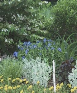 Garden Goods Direct Perennials Amsonia Blue Ice