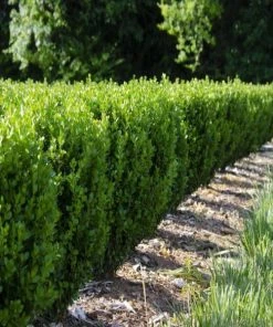 Garden Goods Direct Shrubs NewGen Freedom Boxwood
