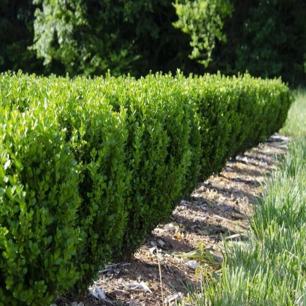 Garden Goods Direct Shrubs NewGen Freedom Boxwood 1 Garden Goods Direct Shrubs NewGen Freedom Boxwood