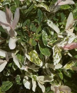 Garden Goods Direct Shrubs Dappled Willow