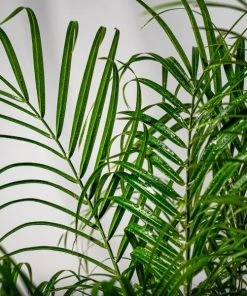Garden Goods Direct House Plants Pygmy Date Palm