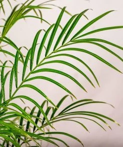 Garden Goods Direct House Plants Pygmy Date Palm