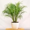 Garden Goods Direct House Plants Pygmy Date Palm