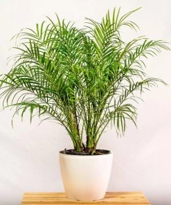 Garden Goods Direct House Plants Pygmy Date Palm
