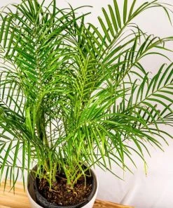 Garden Goods Direct House Plants Pygmy Date Palm