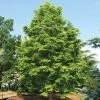 Garden Goods Direct Dawn Redwood