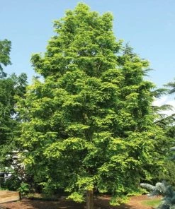 Garden Goods Direct Dawn Redwood